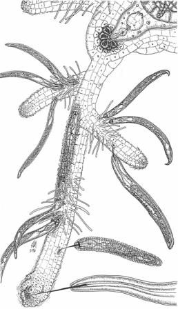 plant-parasitic nematodes