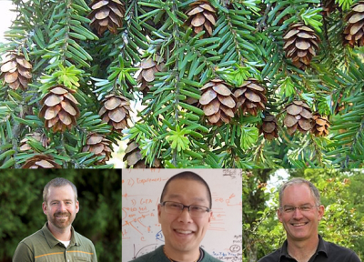 Jared LeBoldus, Jeff Chang, and Nik Grunwald are doing research on the spread of pathogen Phytophthora pluvialis