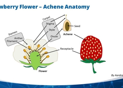 An image showing Strawberry flower and fruit anatomy, Image credit: Aardra Kachroo