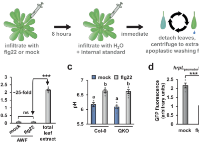 Figure showing treated plant's growth response