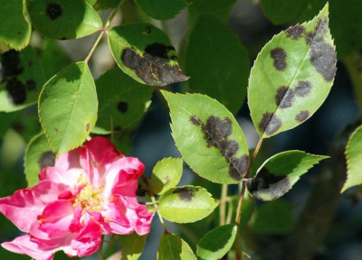 Black spot is a serious disease that affects roses.Jay Pscheidt/OSU Extension Service