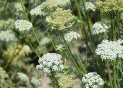 Flowering carrot plants at the Central Oregon Agricultural Research and Extension Center.  Credit: Lynn Ketchum