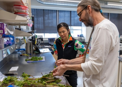 Mana Ohkura (left), director of the OSU Plant Clinic, and Bill Gerth, senior faculty research assistant, discuss a submission.  Credit: Caleb Freeman