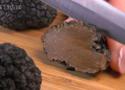 Truffles being cut with a knife. Photo: PBS