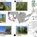 A graphic showing Populus tree fungal data across the continental US