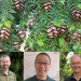 Jared LeBoldus, Jeff Chang, and Nik Grunwald are doing research on the spread of pathogen Phytophthora pluvialis