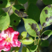 Black spot is a serious disease that affects roses.Jay Pscheidt/OSU Extension Service
