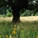 Century-old oaks at the Letitia Carson Homestead