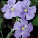 Western blue flax (Linum lewisii) is a delicate yet hardy perennial that thrives in sunny native plant gardens and meadowscapes. © Gerald D. Carr, courtesy of OregonFlora.