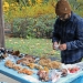 Table displaying a variety of mushrooms. (Photo provided by Benton County)