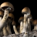 Oregon has approved the use of this species, Psilocybe cubensis, in its psilocybin program.  photo contributed Getty Images