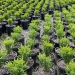 Boxwood plants in 1-gallon containers placed 15 centimeters apart.  Credit: Jerry Weiland