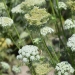 Flowering carrot plants at the Central Oregon Agricultural Research and Extension Center.  Credit: Lynn Ketchum