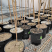 pots of soil used for pototo trials. Photo: KGW