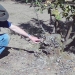 Jay Scheidt points to a pruned truck on a hazelnut tree infected with Eastern filbert blight.  Courtesy: Jay Pscheidt