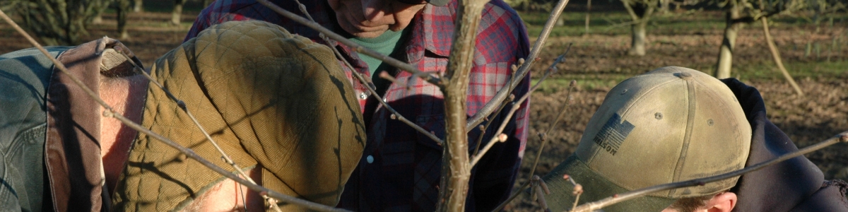 Hazelnut growers looking at a tree