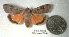 Large Yellow Underwing